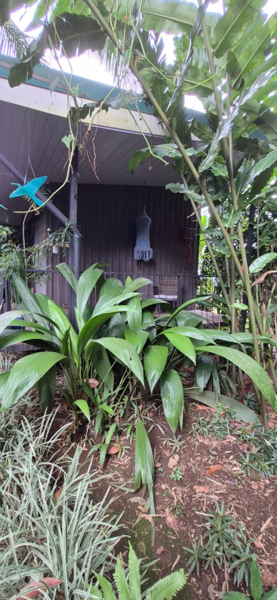 Salamandra Costa Rica Jimenez Exterior photo